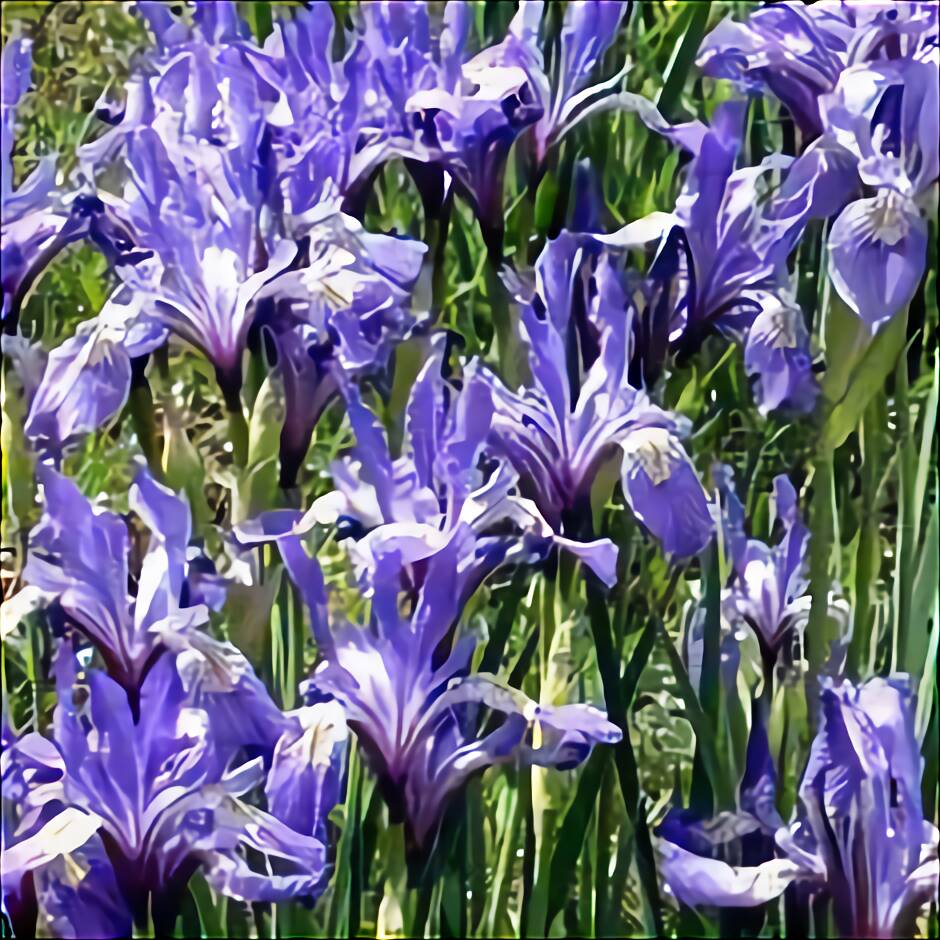 iris-bulbs-for-sale-in-uk-61-second-hand-iris-bulbs