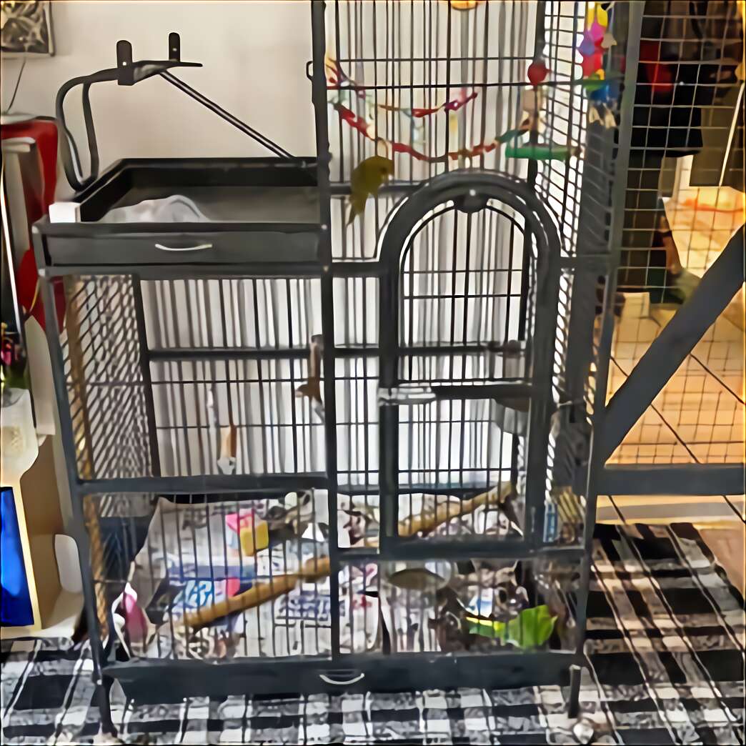 Black Budgie for sale in UK | 73 used Black Budgies