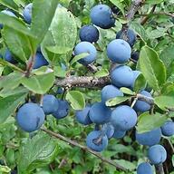 sloes for sale