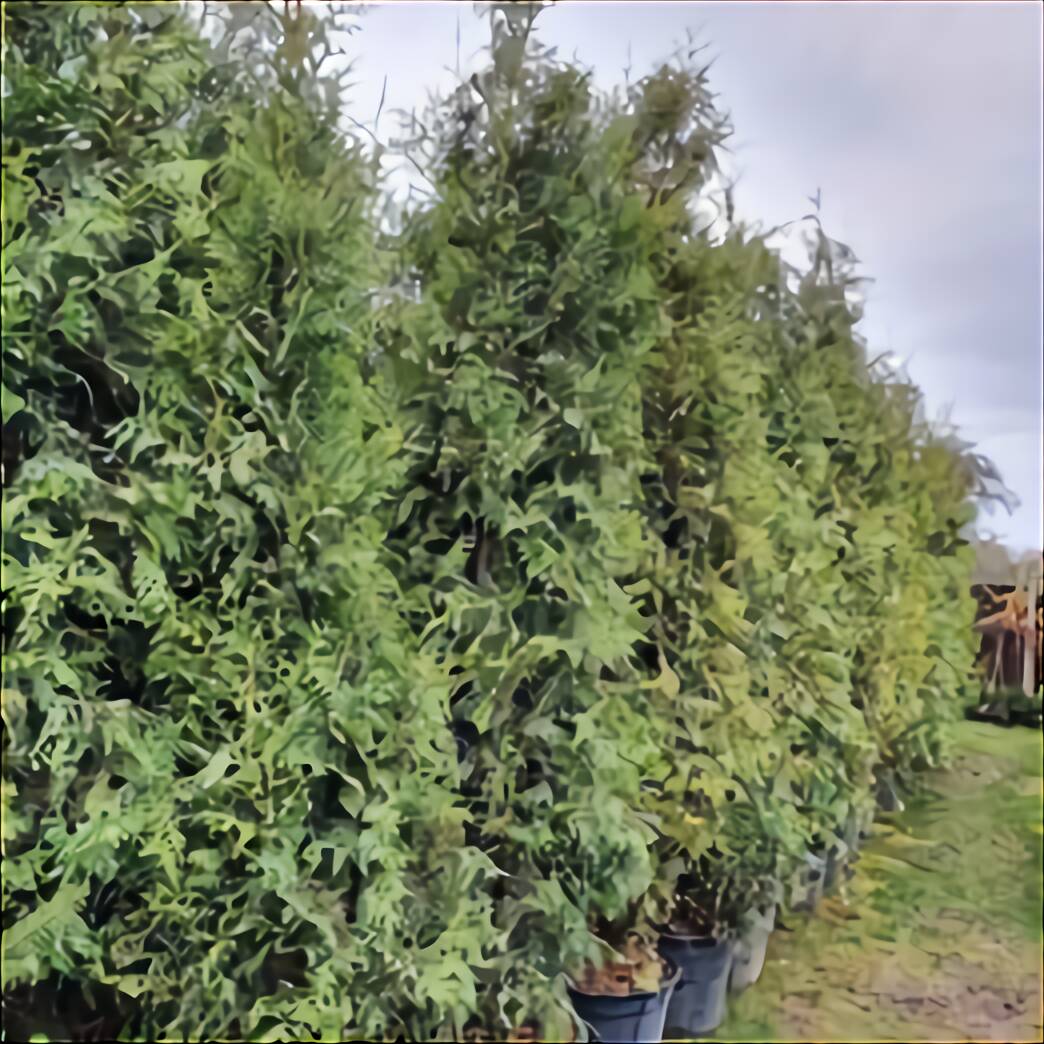 Conifers For Sale In Uk 74 Used Conifers