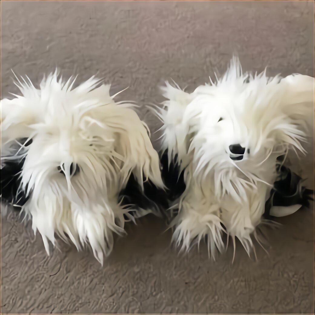 Dulux Dog for sale in UK 63 used Dulux Dogs