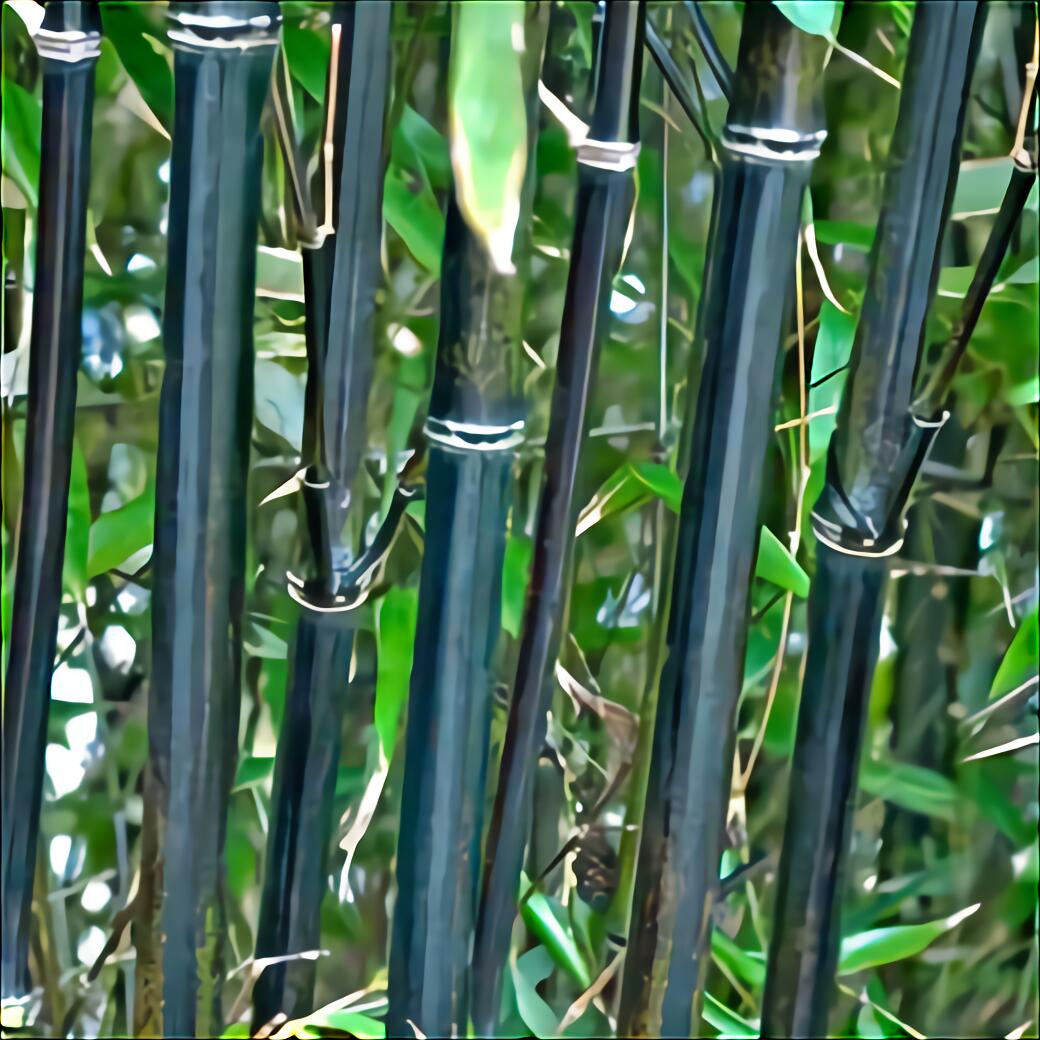 Bamboo Plants for sale in UK 91 used Bamboo Plants