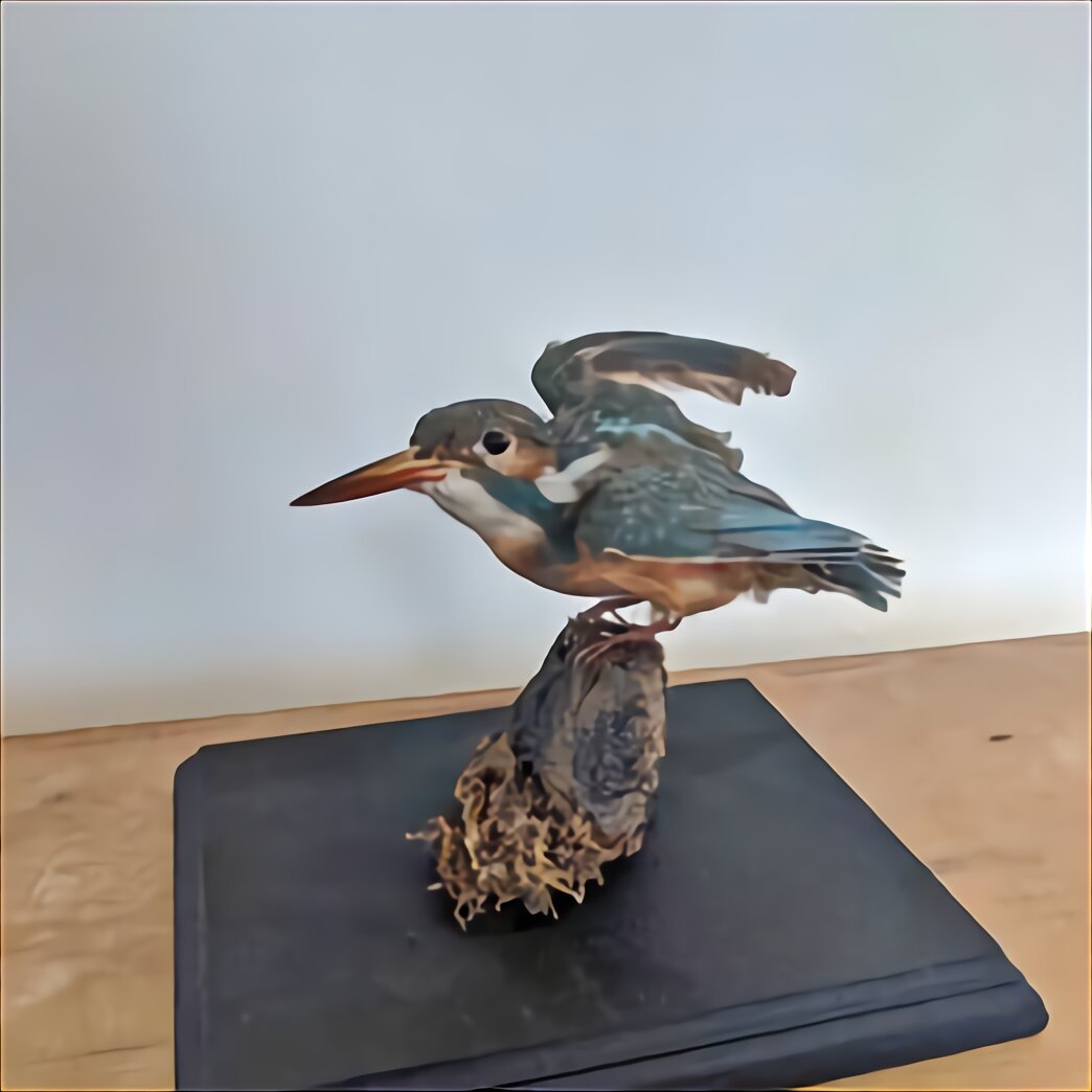 Victorian Taxidermy Birds for sale in UK | 57 used Victorian Taxidermy