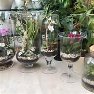 mini orchids for sale