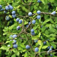 sloes for sale