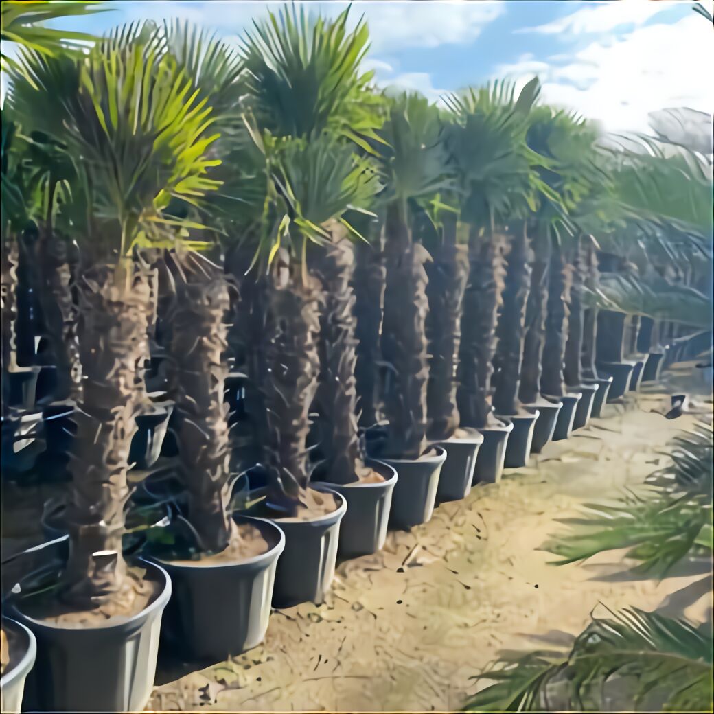 Yucca Plant Outdoor for sale in UK | 58 used Yucca Plant Outdoors