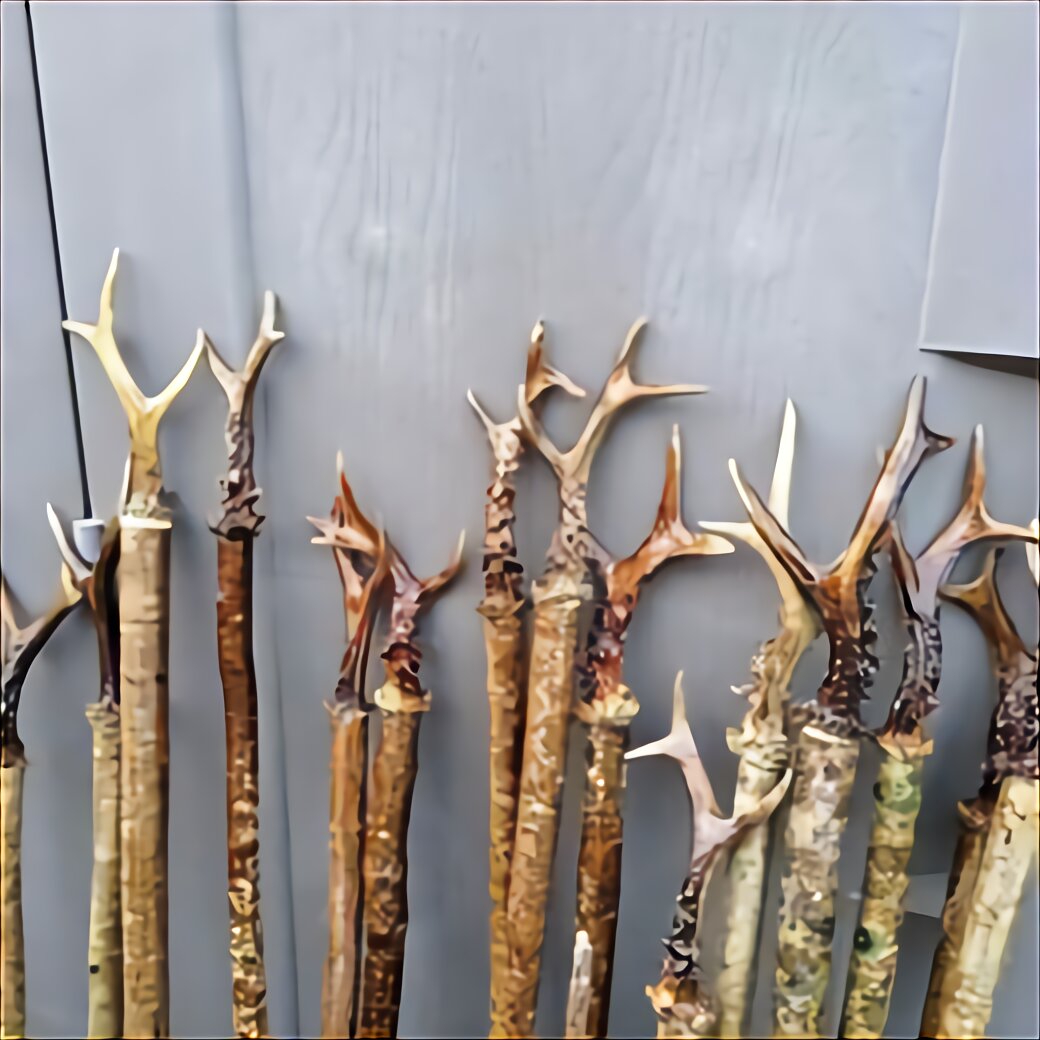 Roe Deer Antlers For Sale In UK 40 Used Roe Deer Antlers   131895850 700413124169886 7404153185469768258 O Roe%2Bdeer%2Bantlers 