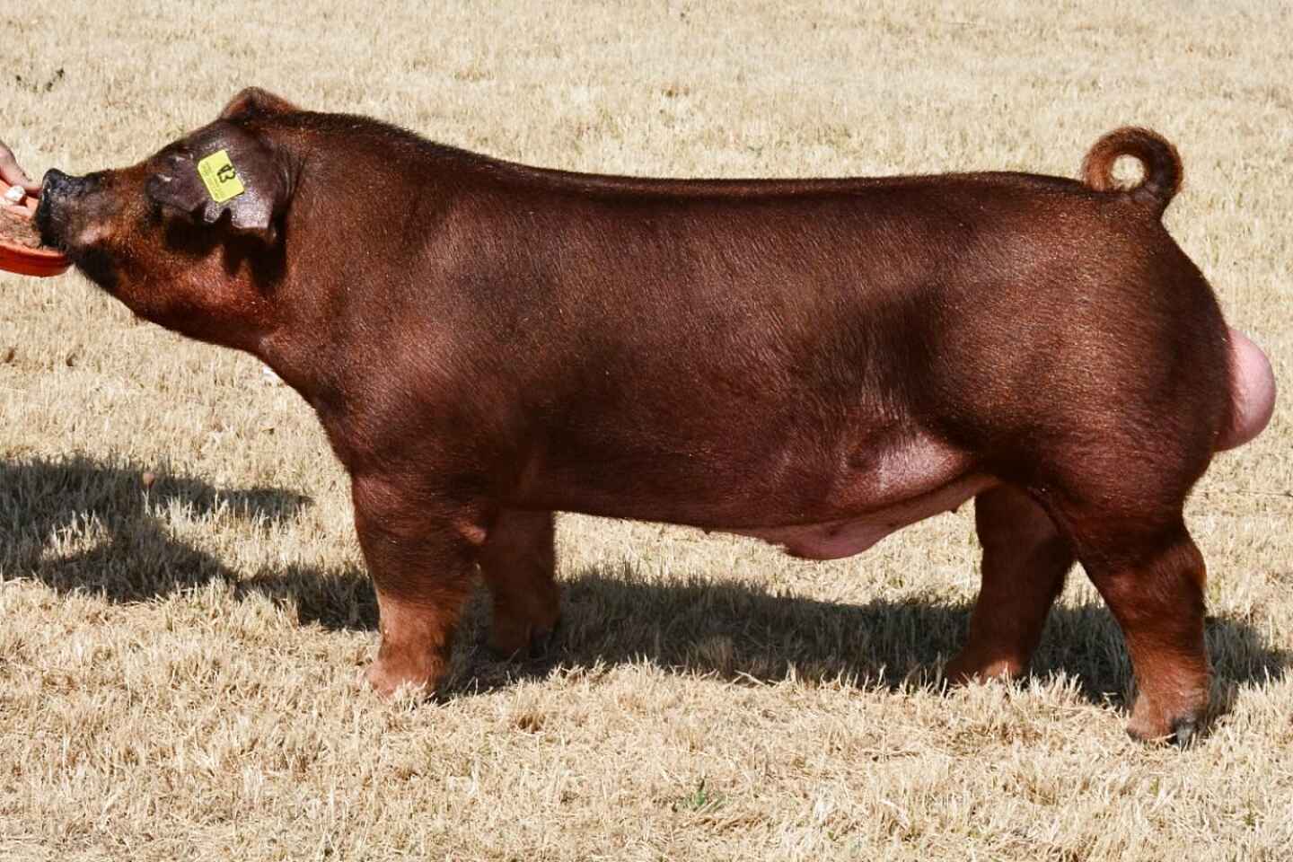 sunringlé duroc