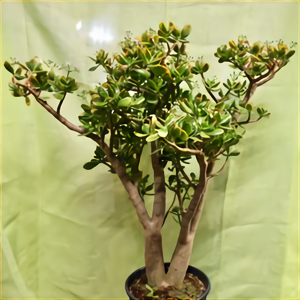 Jade Plant for sale in UK 85 used Jade Plants