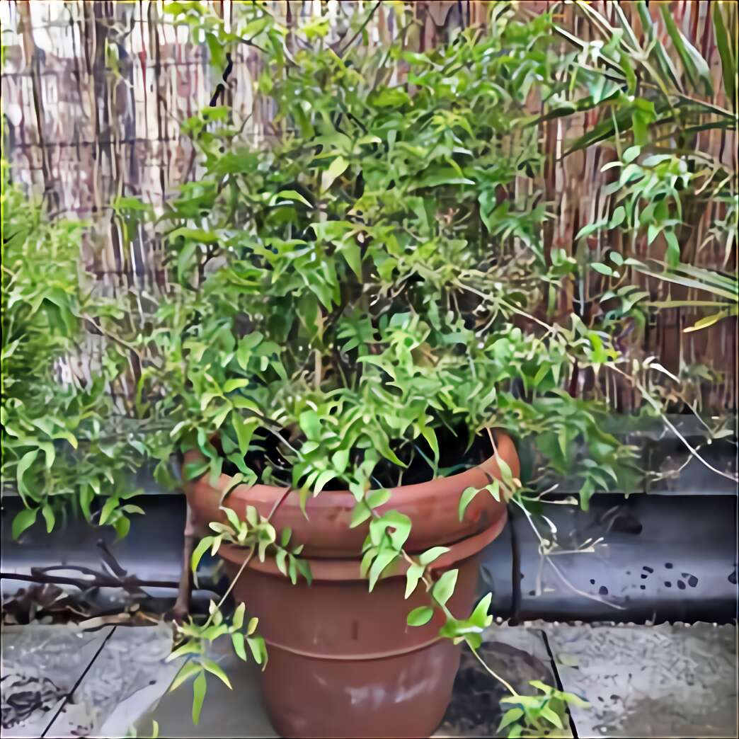  Bonsai  Pots  for sale  in UK 72 second  hand  Bonsai  Pots 