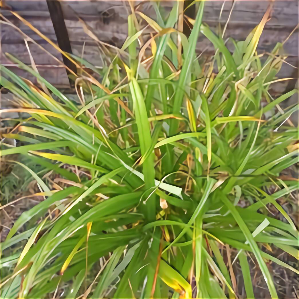 Ornamental Grasses for sale in UK 65 used Ornamental Grasses