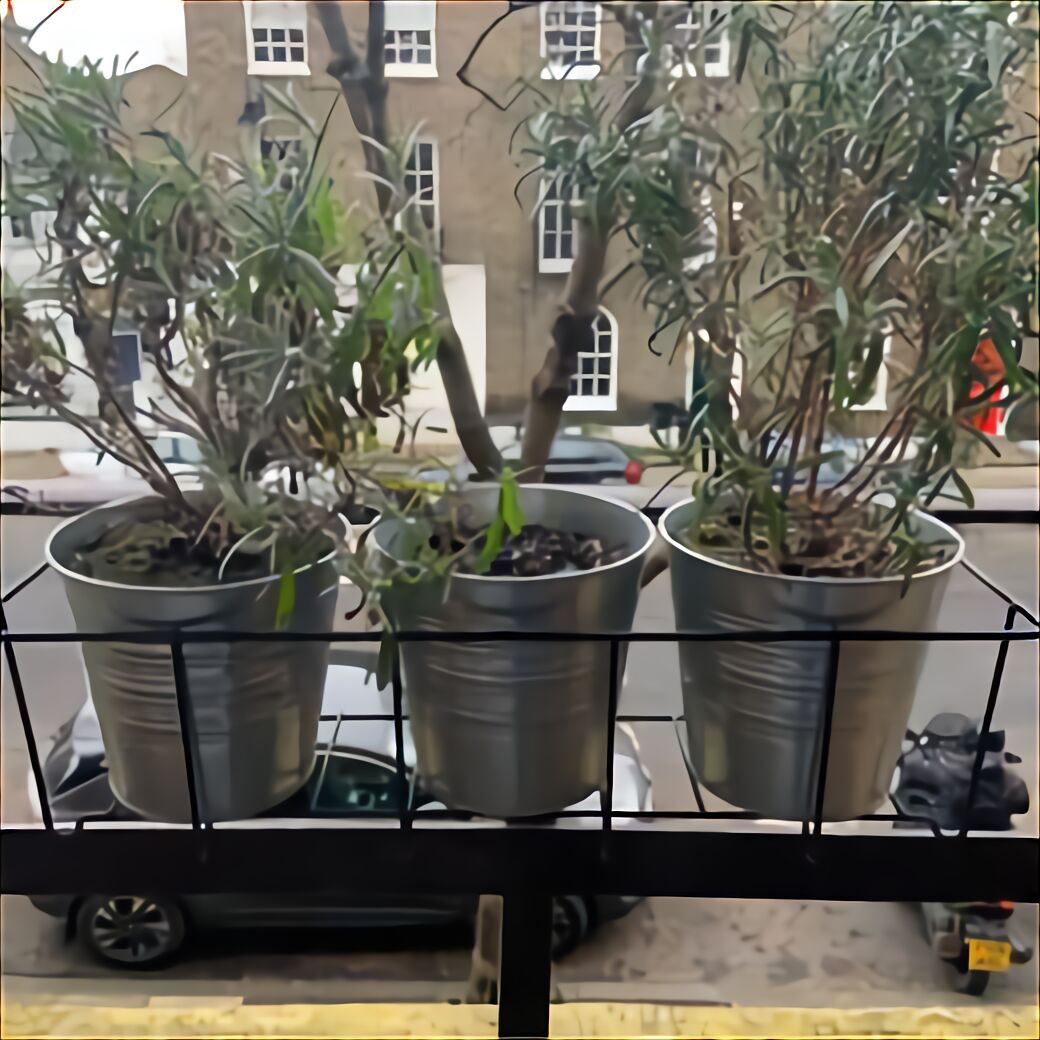  Bonsai  Pots  for sale  in UK 72 second  hand  Bonsai  Pots 