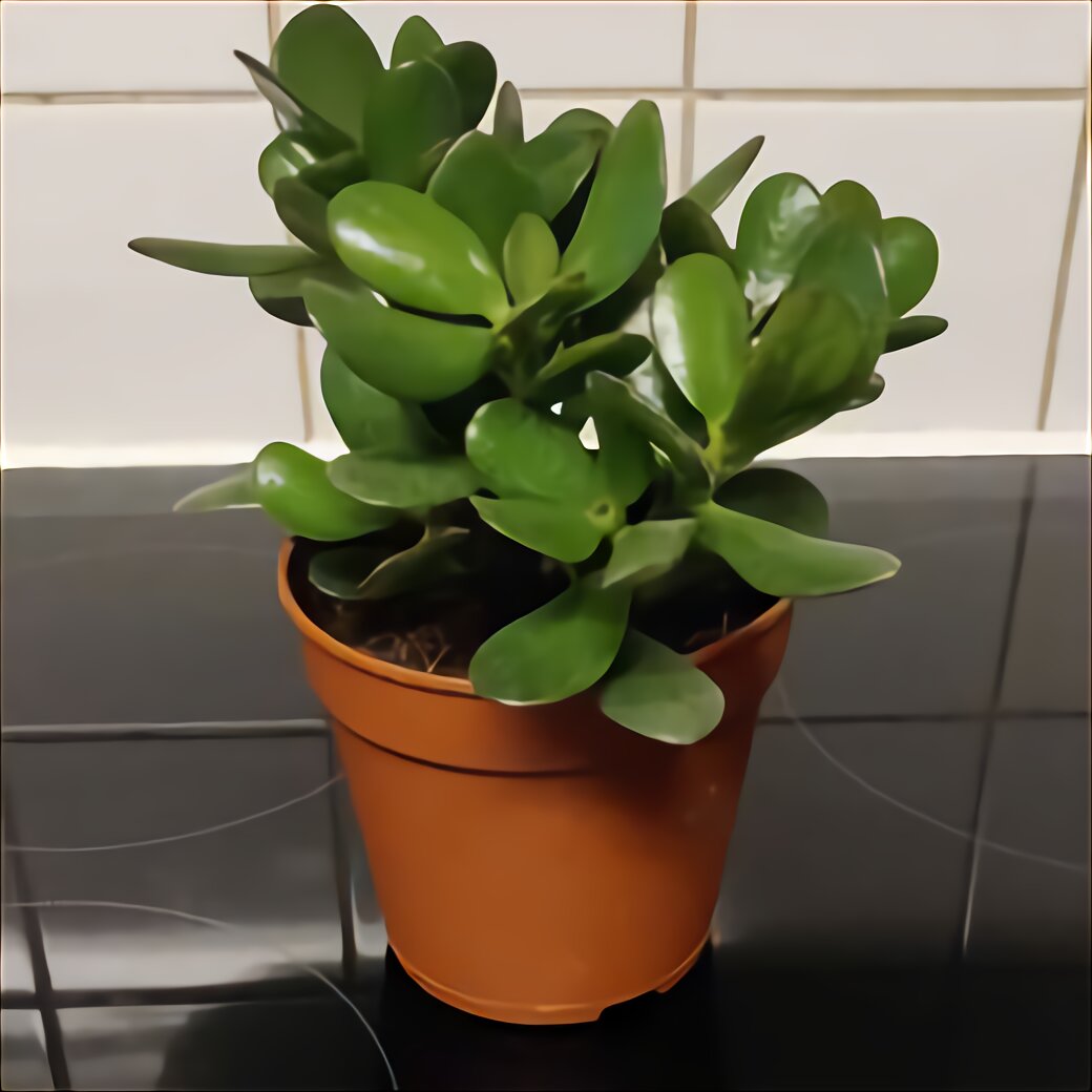 Jade Plant for sale in UK | 79 used Jade Plants