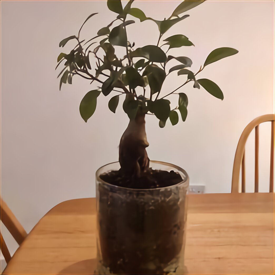  Bonsai  Pots  for sale  in UK 72 second  hand  Bonsai  Pots 