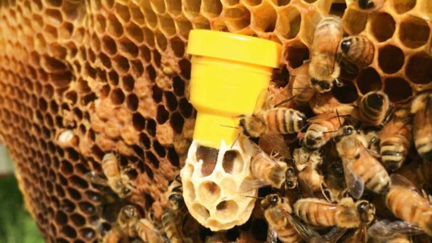 National Bee Hive for sale in UK | 60 used National Bee Hives