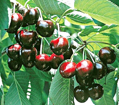 Cherry Tree Stella For Sale In UK | 45 Used Cherry Tree Stellas