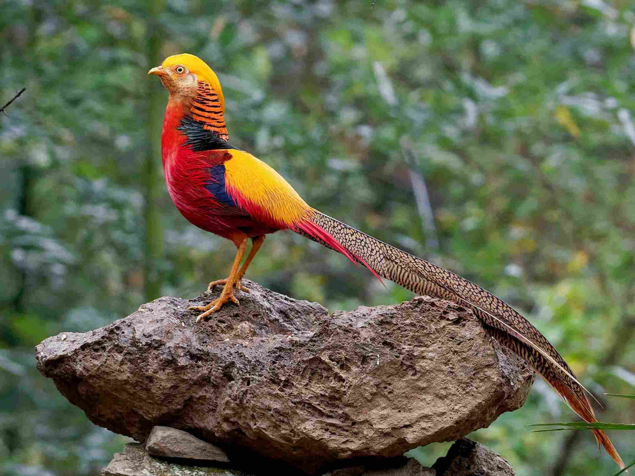 Golden Pheasant for sale in UK | 78 used Golden Pheasants