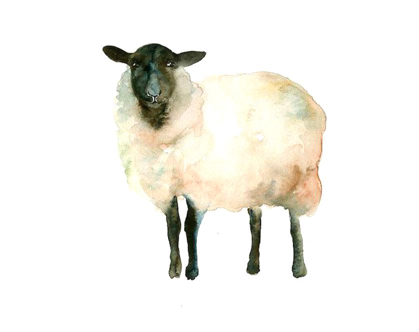 Sheep Watercolour Painting for sale in UK | View 53 ads