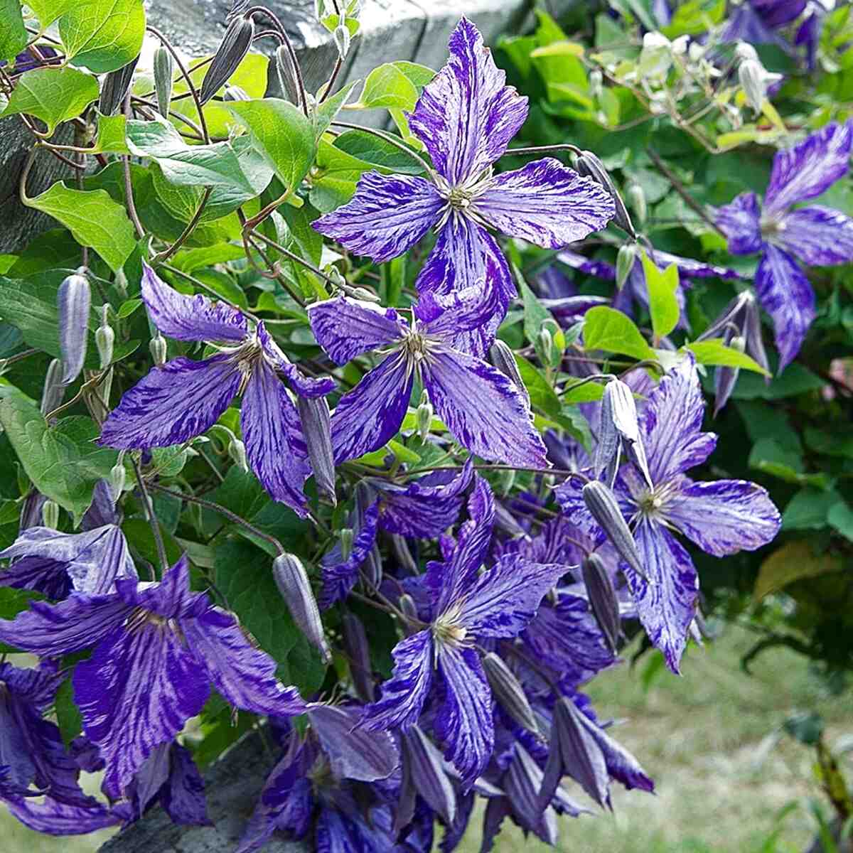 Clematis for sale in UK | 72 second-hand Clematis