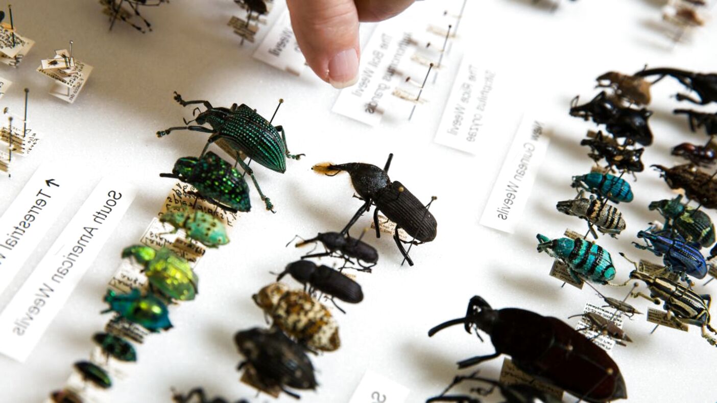 Insect Collection for sale in UK | 66 used Insect Collections