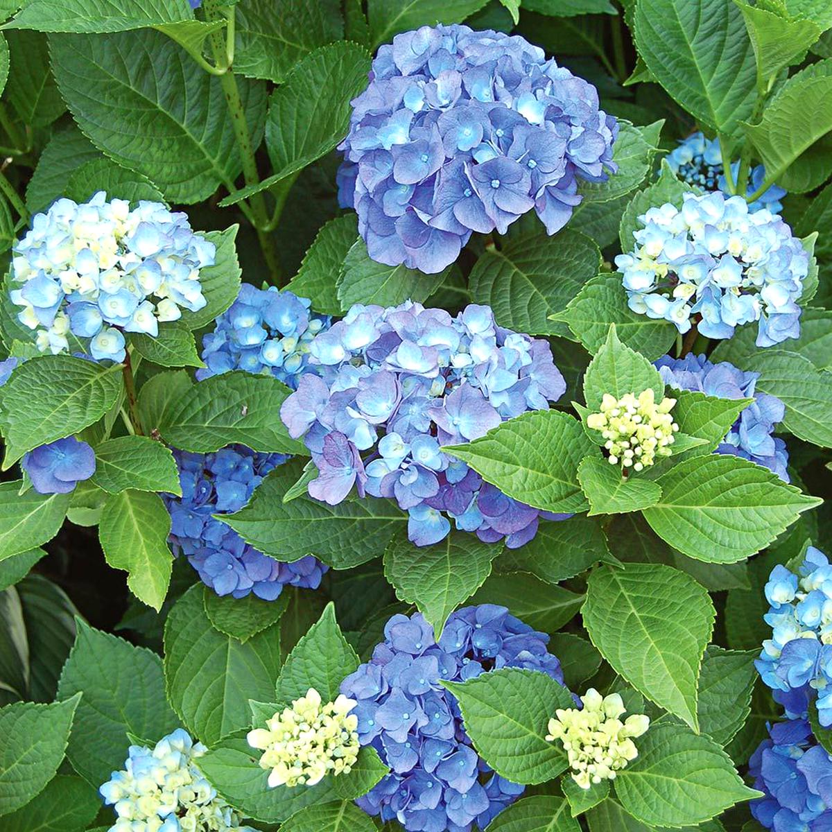 Hydrangea for sale in UK | 89 used Hydrangeas