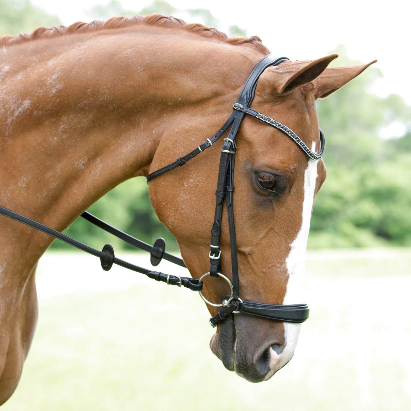 noseband-for-sale-in-uk-60-used-nosebands