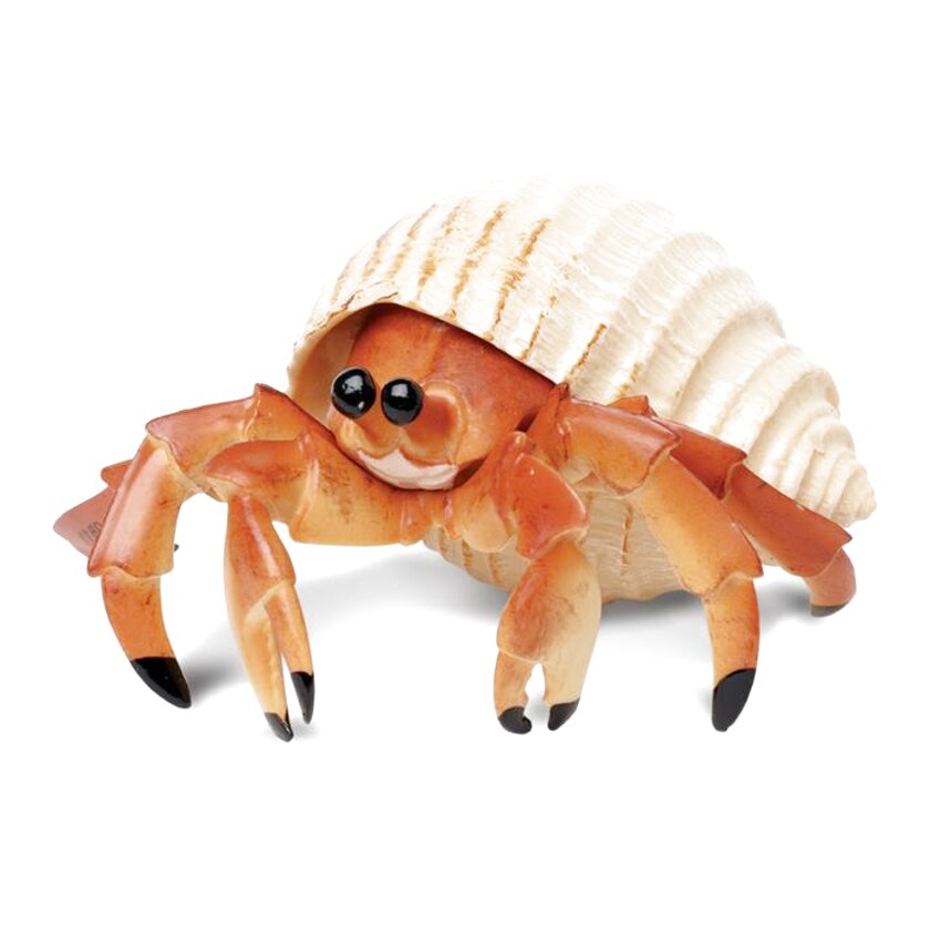 Hermit Crab for sale in UK | 61 used Hermit Crabs