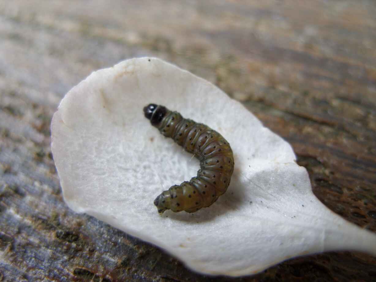 Garden Worms For Sale In Uk 