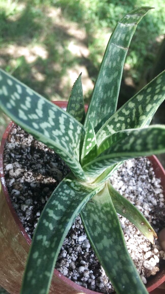 Aloe Plant For Sale In Uk 95 Used Aloe Plants 7932