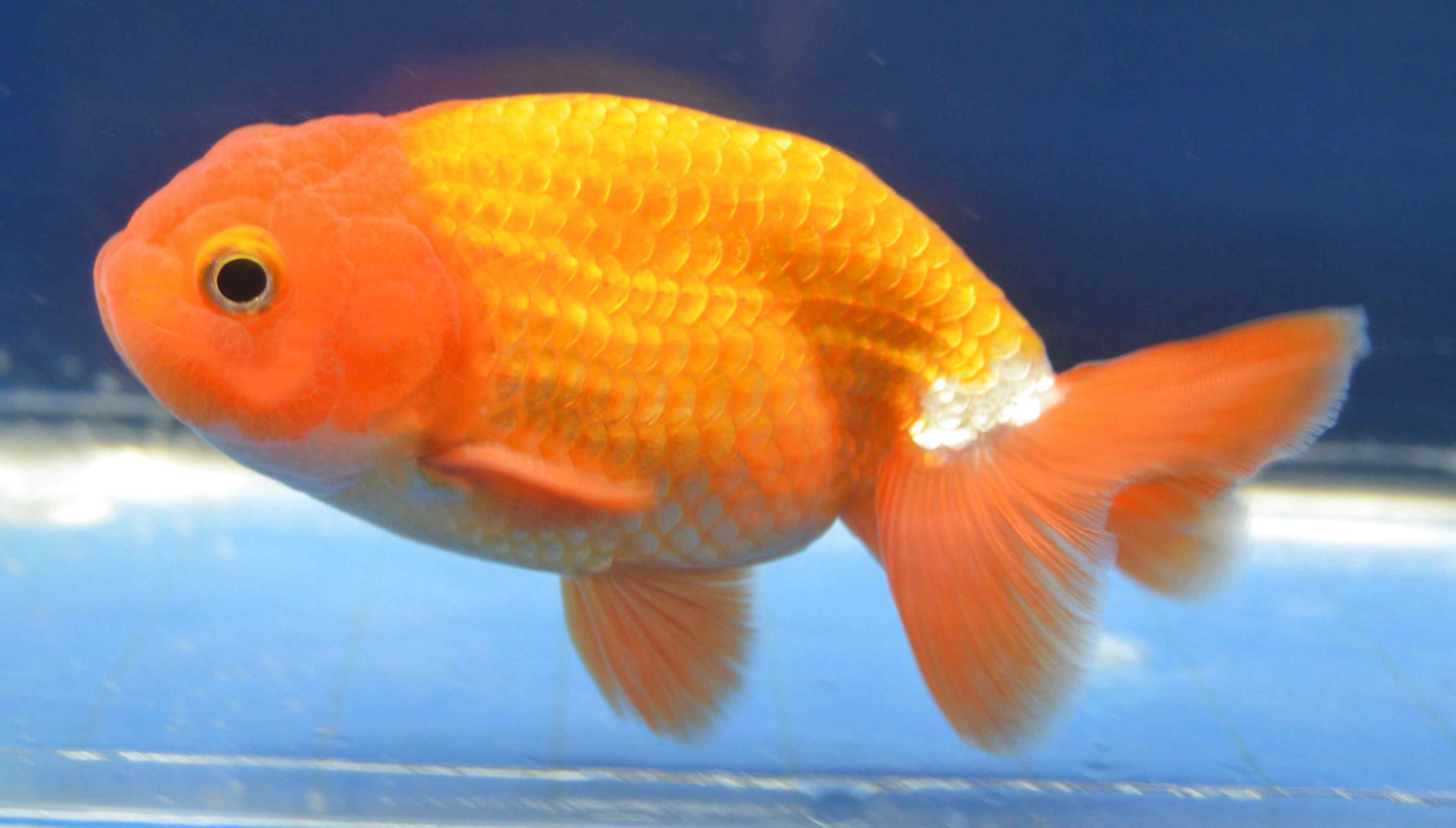 Ranchu for sale in UK | 55 used Ranchus