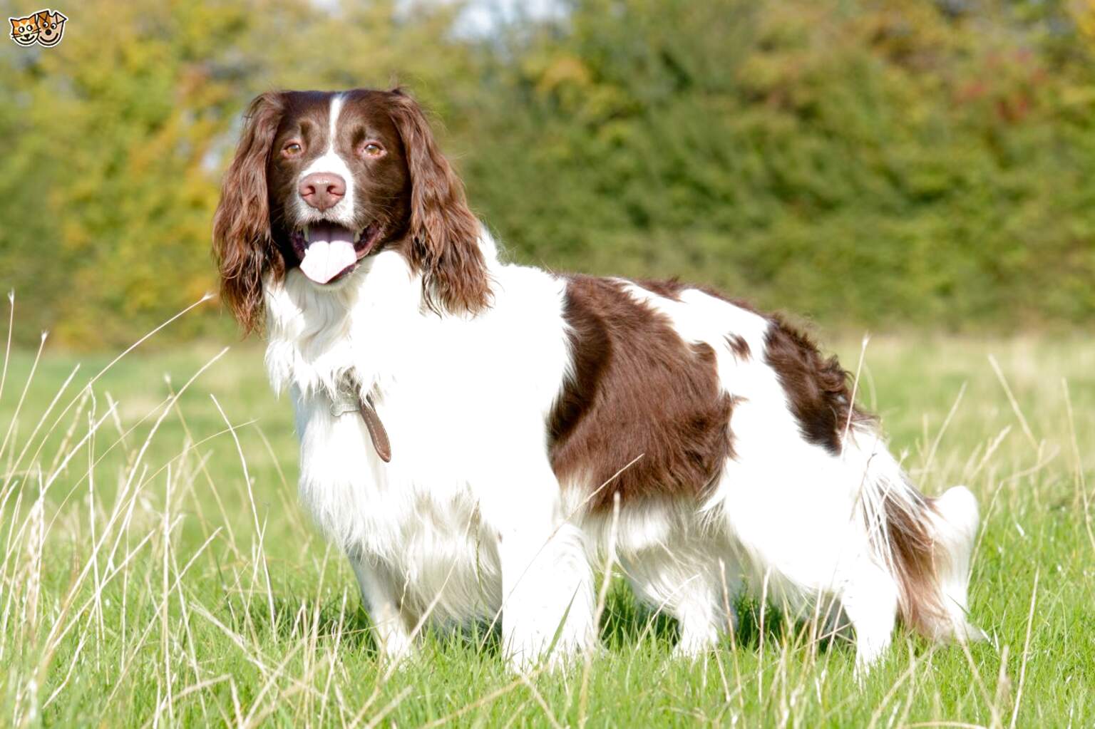 Springer Spaniel Dogs for sale in UK | 72 used Springer Spaniel Dogs