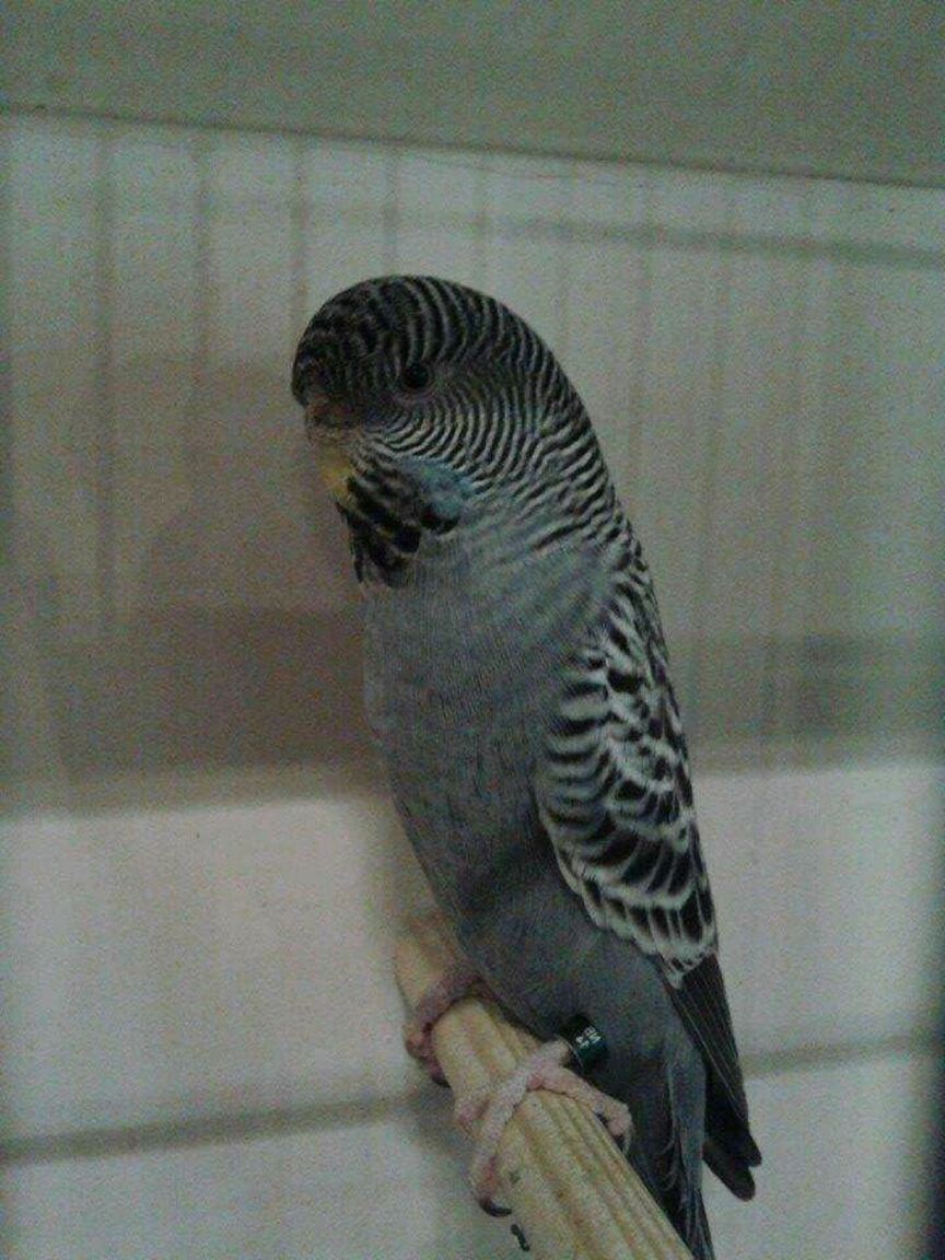 Black Budgie for sale in UK | 73 used Black Budgies