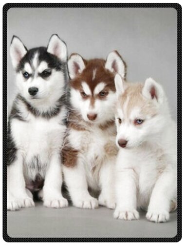 Husky Puppies For Sale In Uk 38 Used Husky Puppies