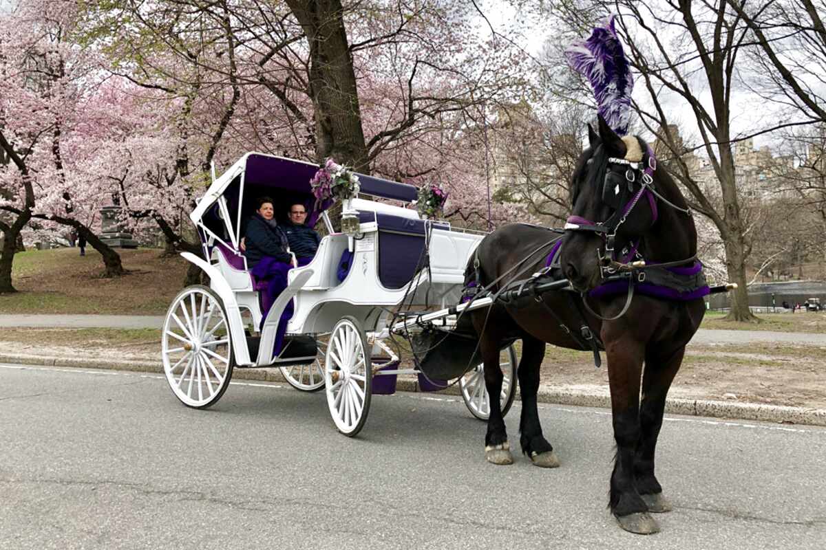 Horse Carriage for sale in UK | 23 used Horse Carriages