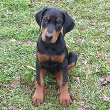 Doberman Puppy for sale in UK | 86 used Doberman Puppys