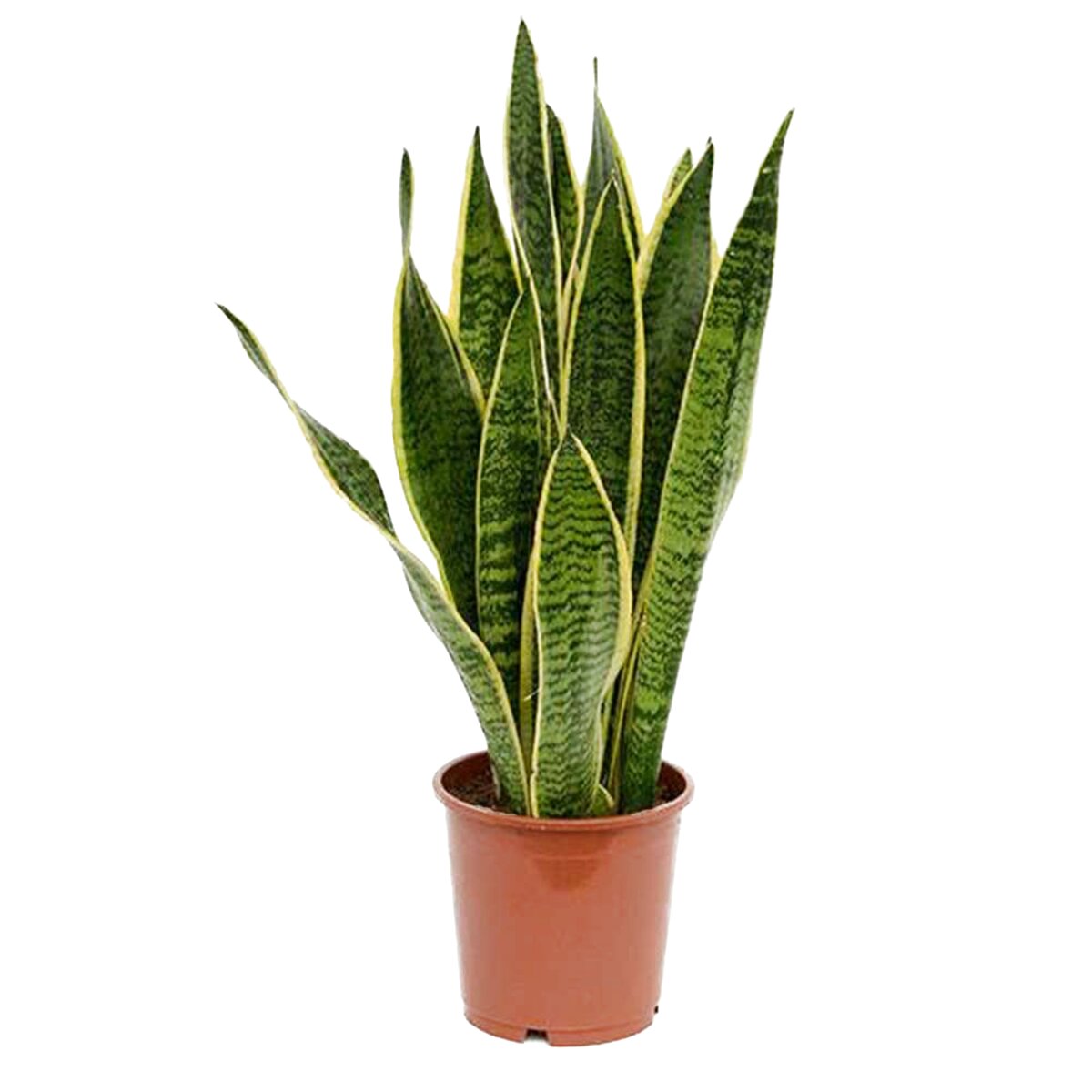 Sansevieria for sale in UK | 63 used Sansevierias