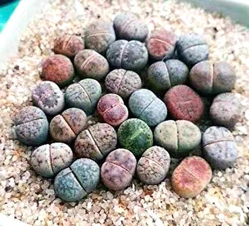 Lithops for sale in UK | 45 used Lithops