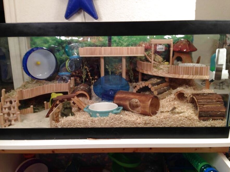 Hamster Tank for sale in UK | 44 used Hamster Tanks