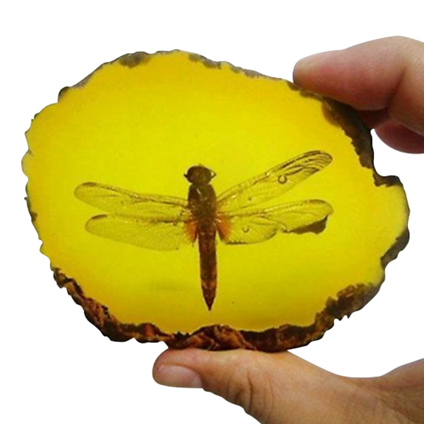 Amber Insect for sale in UK | 39 used Amber Insects