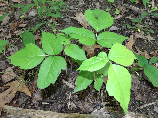 Poison Ivy for sale in UK | 73 second-hand Poison Ivys