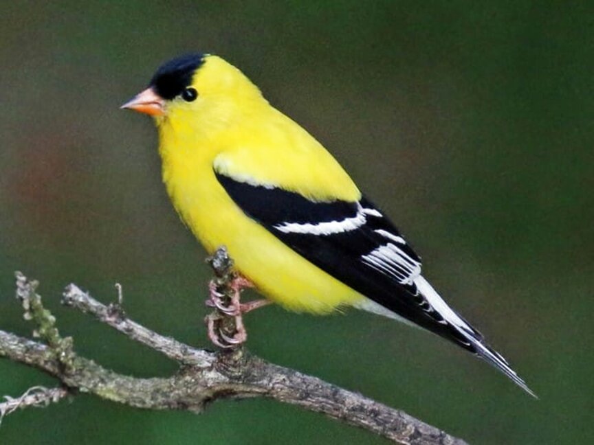 Goldfinch for sale in UK | 82 used Goldfinchs