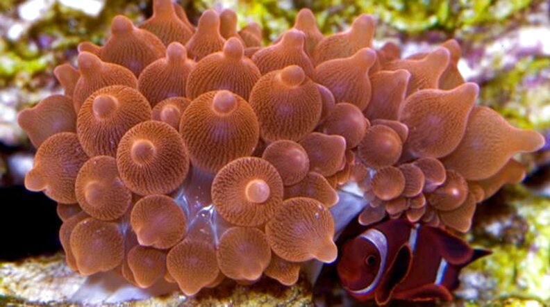 Rose Bubble Tip Anemone for sale in UK | 15 used Rose Bubble Tip Anemones