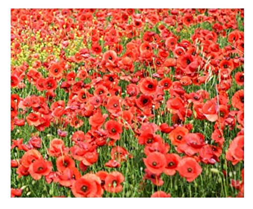 Poppy for sale in UK | 95 used Poppys