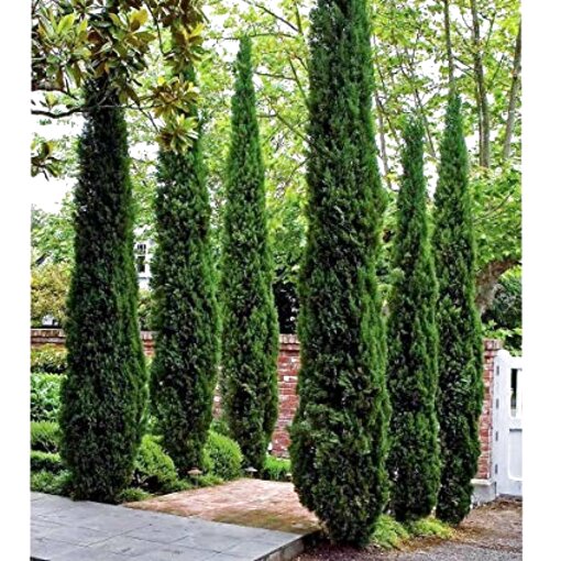 Cypress Tree for sale in UK | 66 used Cypress Trees