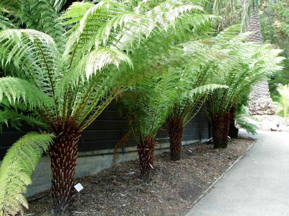 Fern plants for sale information