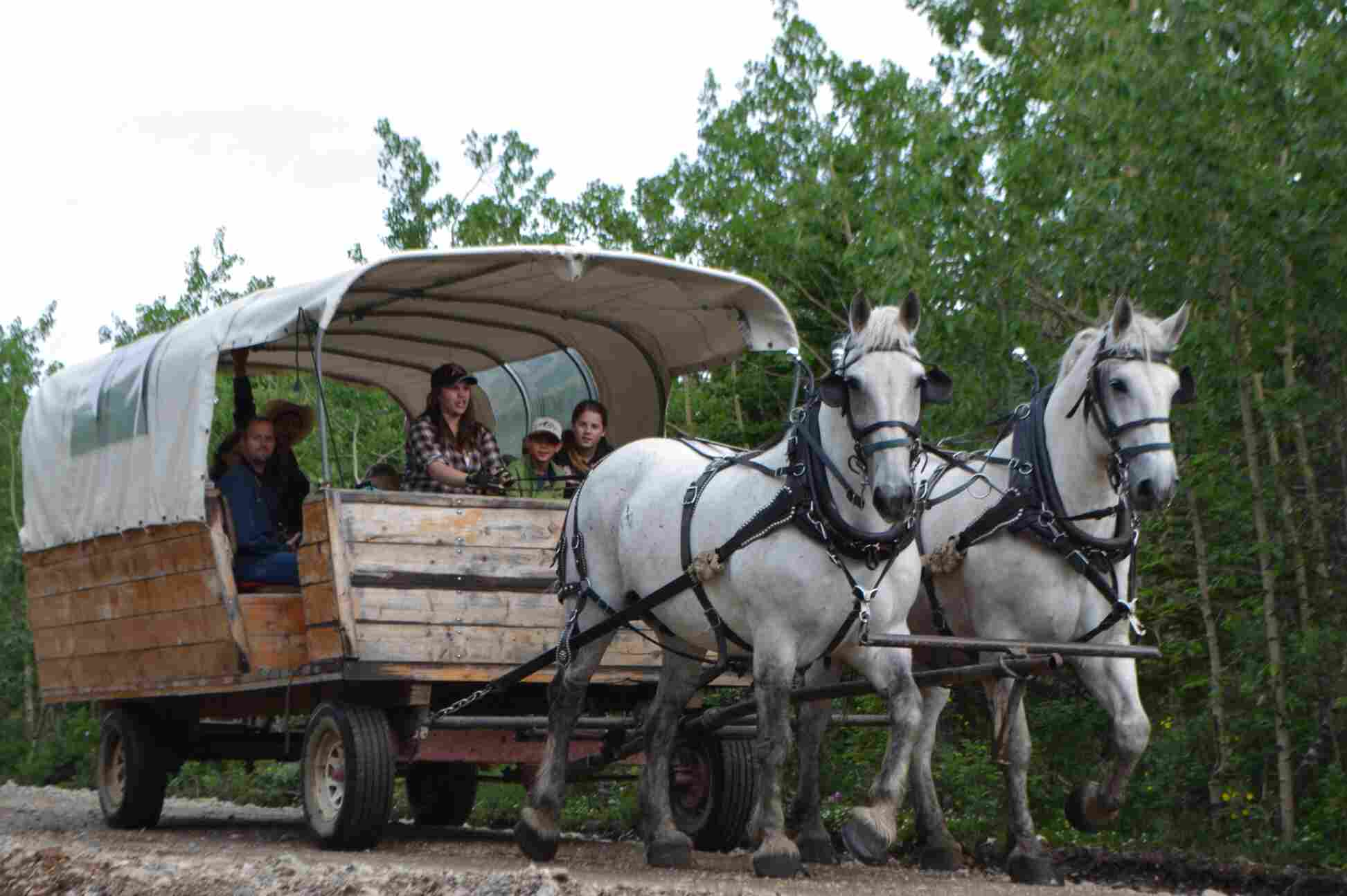 Wagon Horses for sale in UK 66 used Wagon Horses