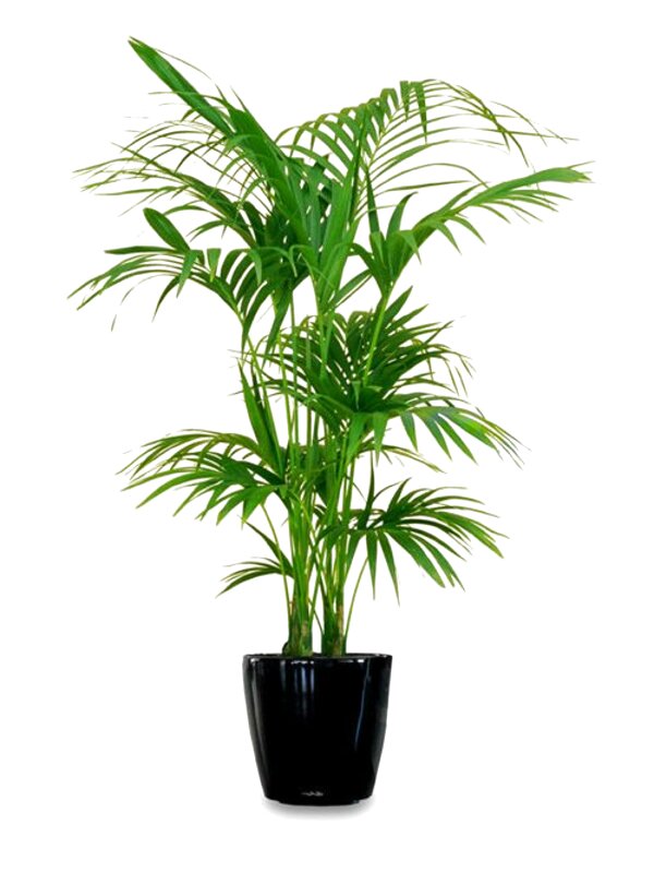 tall-house-plants-for-sale-in-uk-67-used-tall-house-plants