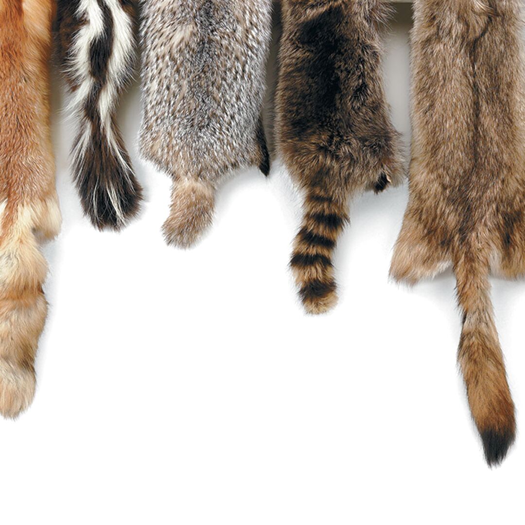 Animal Skin for sale in UK | 54 used Animal Skins