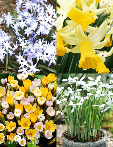 Spring Bulbs for sale in UK | 70 second-hand Spring Bulbs