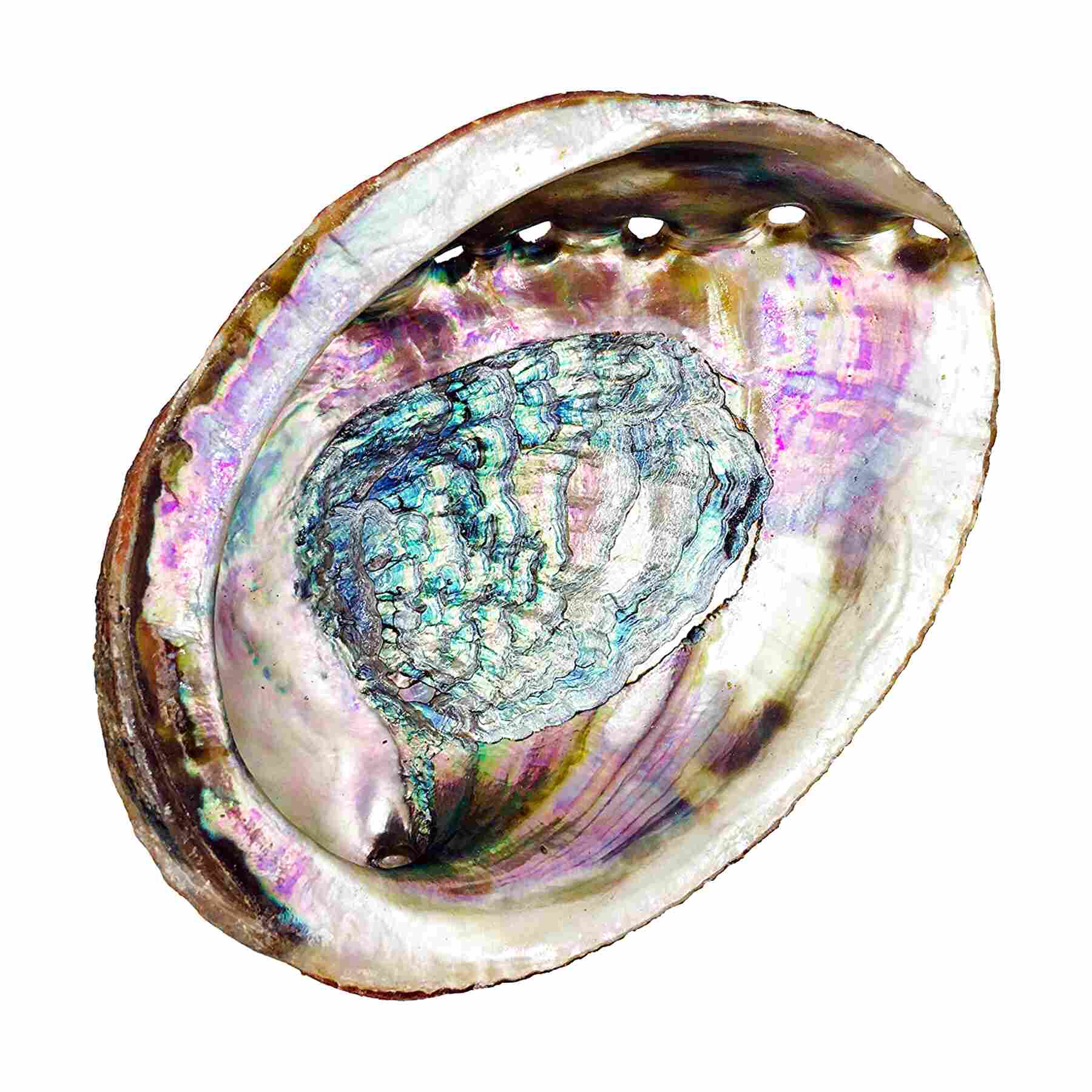 Abalone Shells for sale in UK | 77 used Abalone Shells